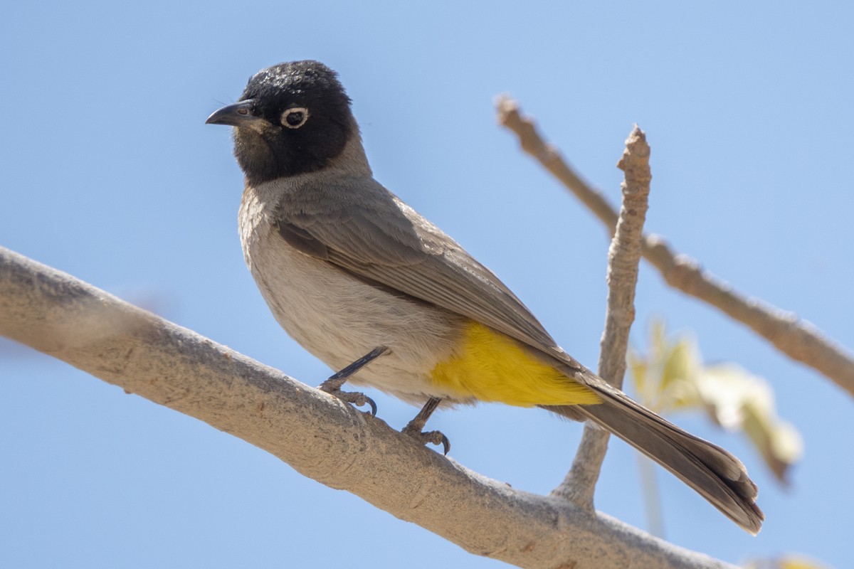 White-spectacled Bulbul - Scott Young