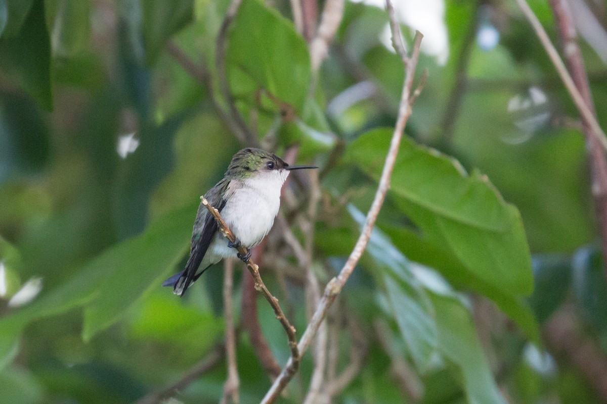 Vervain Hummingbird - Marbry Hopkins