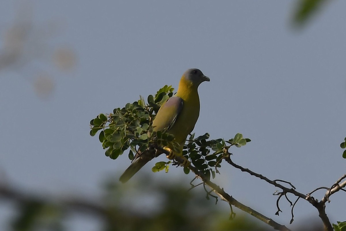Yellow-footed Green-Pigeon - Sriram Reddy