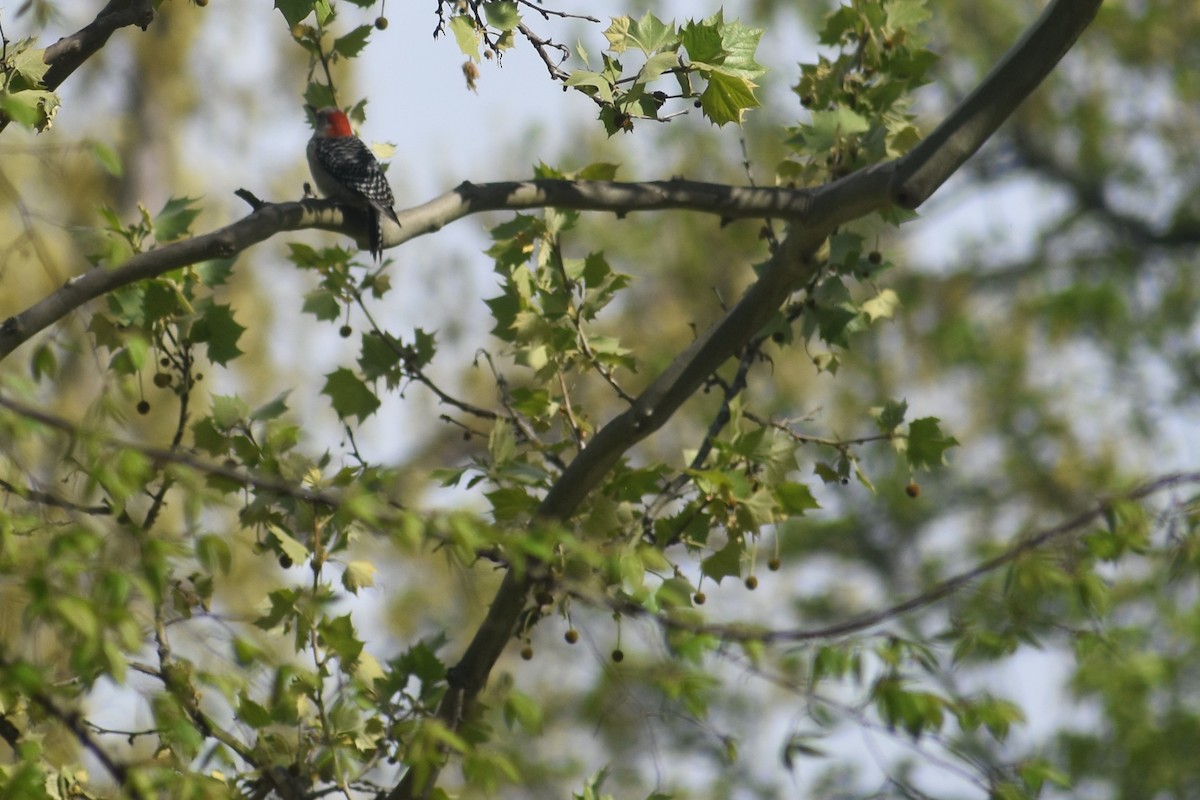 Red-bellied Woodpecker - ML150383911