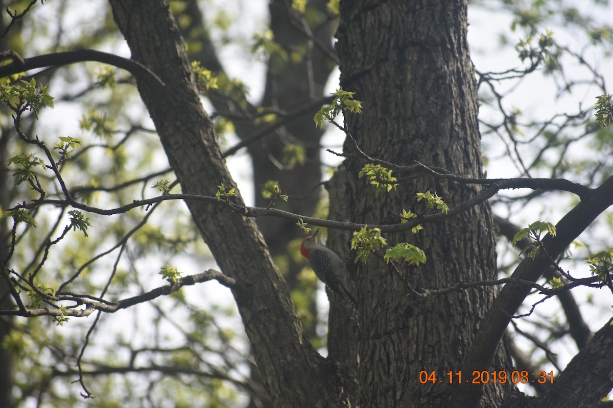 Red-bellied Woodpecker - ML150383951