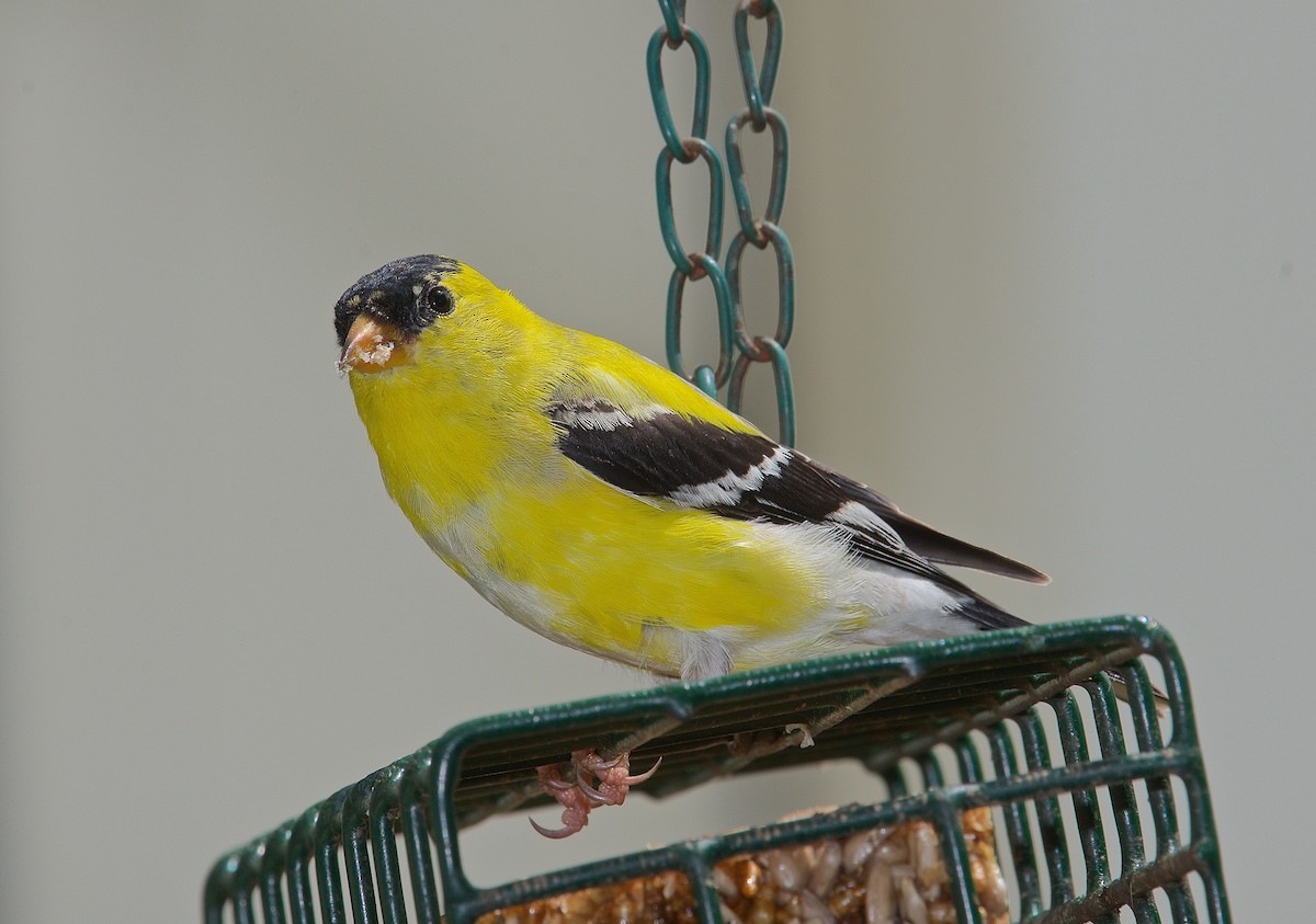 American Goldfinch - Harlan Stewart