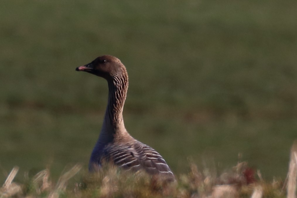 Pink-footed Goose - ML150386761