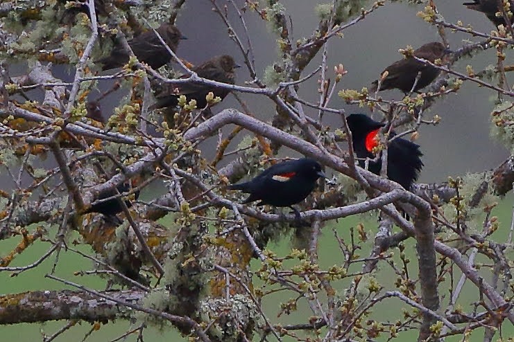 Tricolored Blackbird - ML150388631
