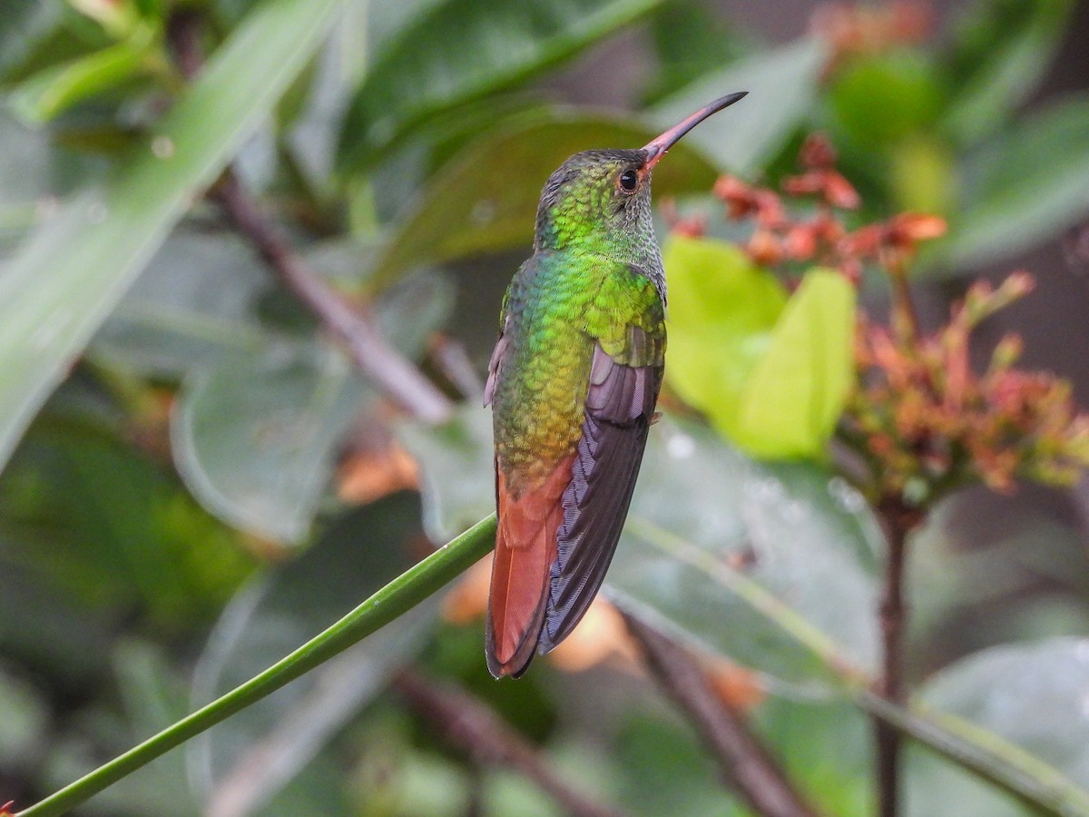 Rufous-tailed Hummingbird - ML150388681