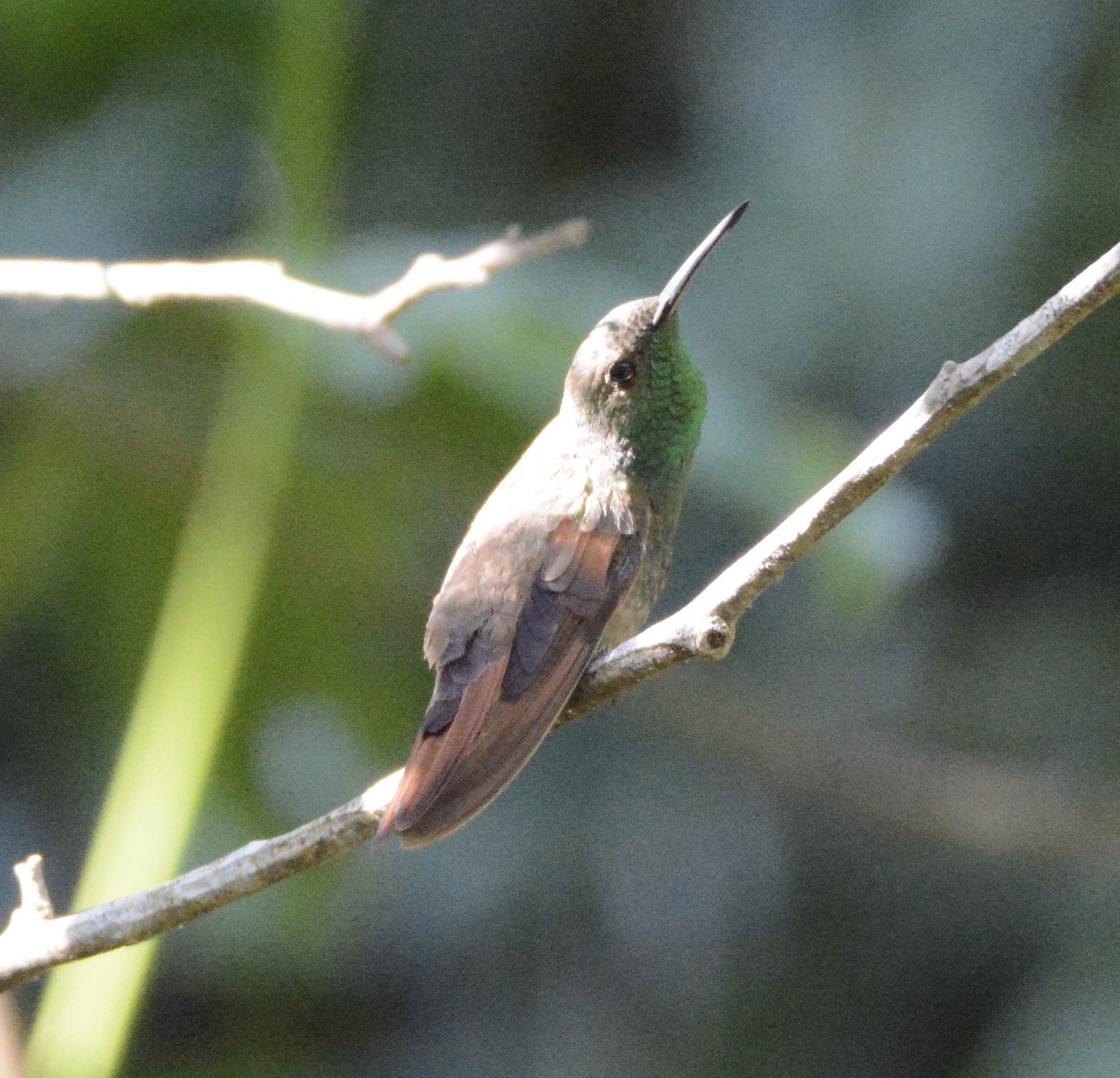 Berylline Hummingbird - ML150389601