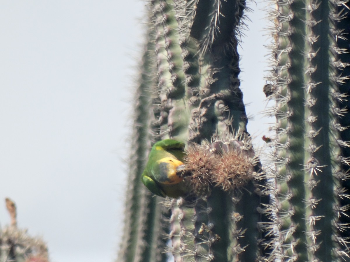 Brown-throated Parakeet - Javier A.V. Diaz