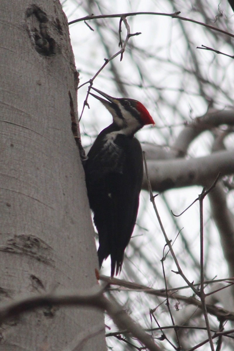 Pileated Woodpecker - Ryan Leys