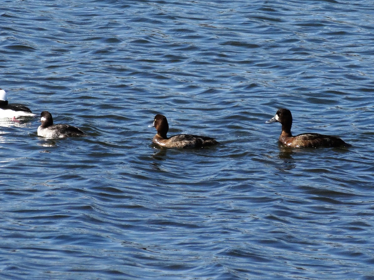 Lesser Scaup - Mike Russum