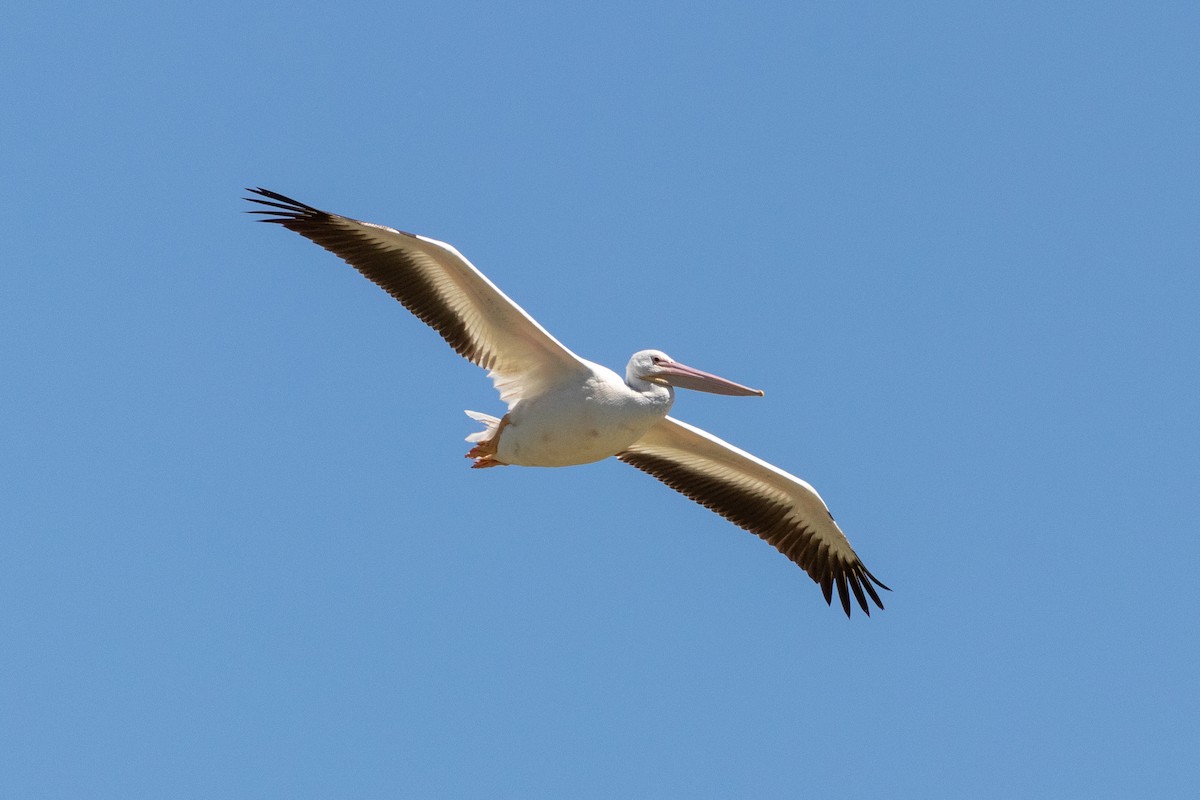 American White Pelican - Eric Zawatski