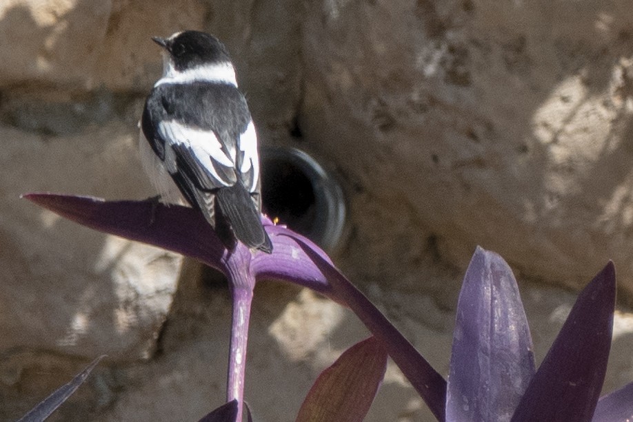 Collared Flycatcher - Scott Young