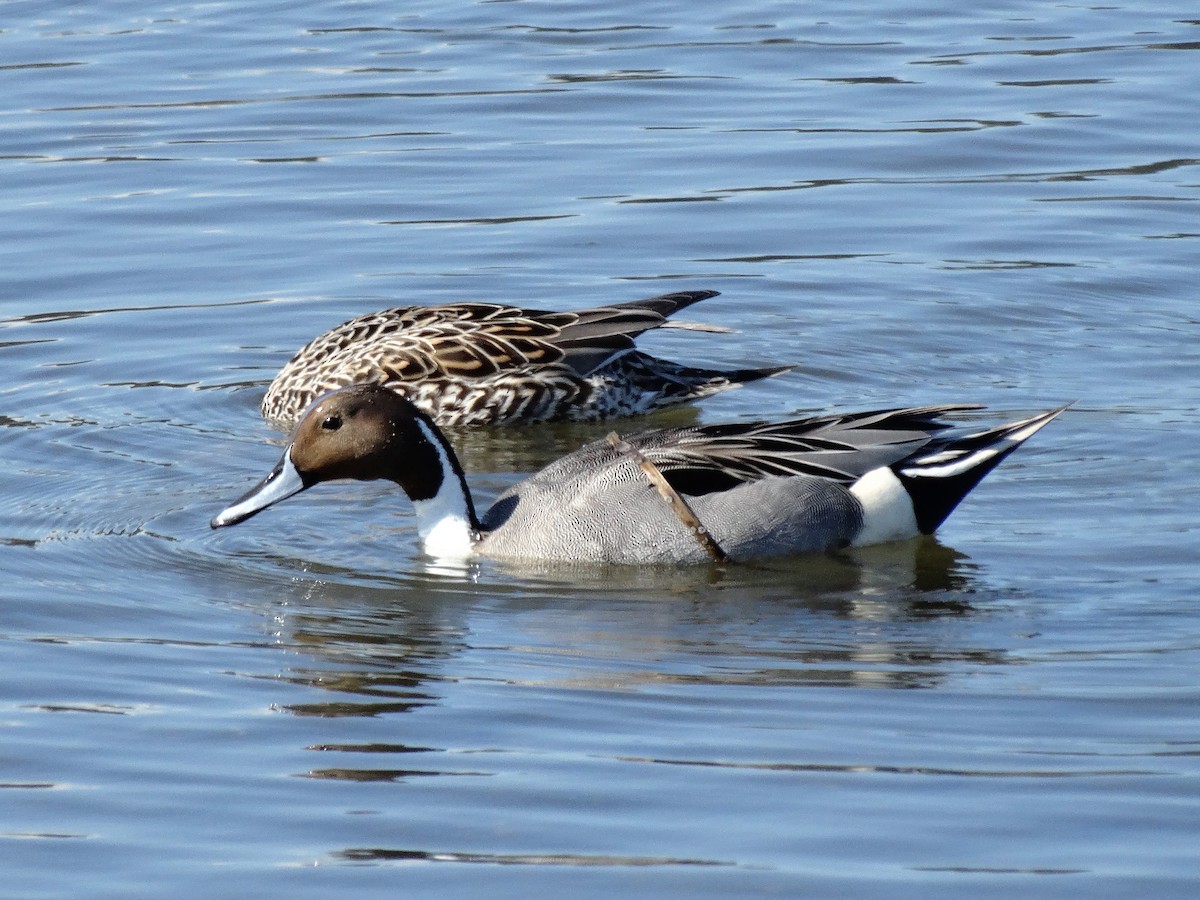 Northern Pintail - Mike Russum