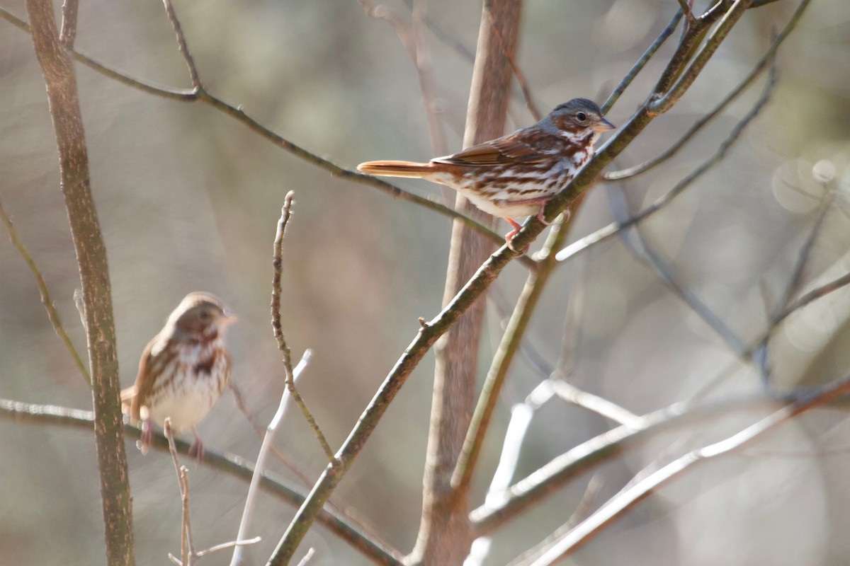 Fox Sparrow (Red) - Will Sweet