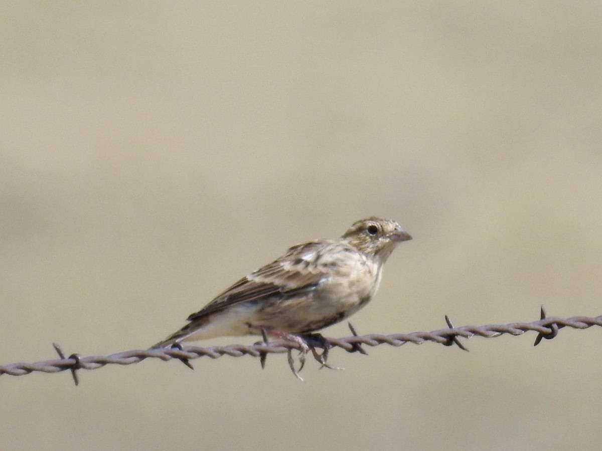 Chestnut-collared Longspur - Tina Toth