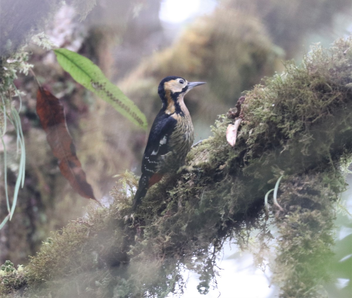 Darjeeling Woodpecker - Loch Kilpatrick