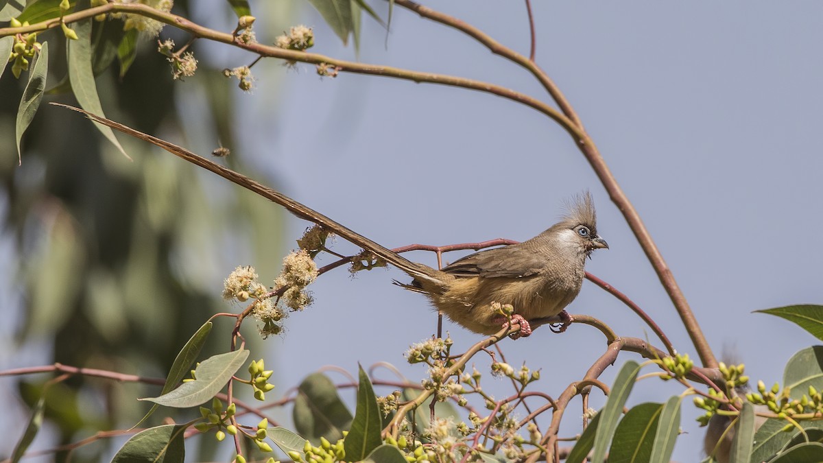 Speckled Mousebird - ML150397401