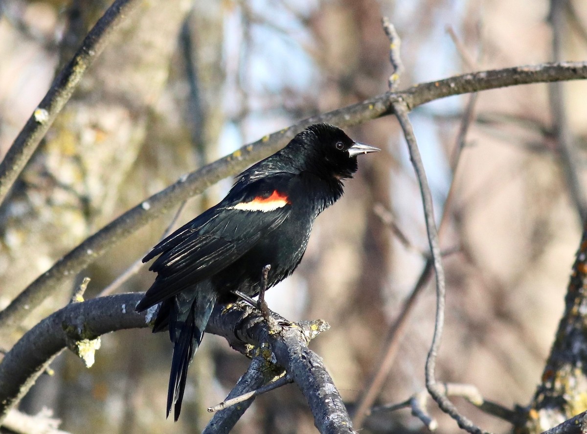 Red-winged Blackbird - Charlie   Nims