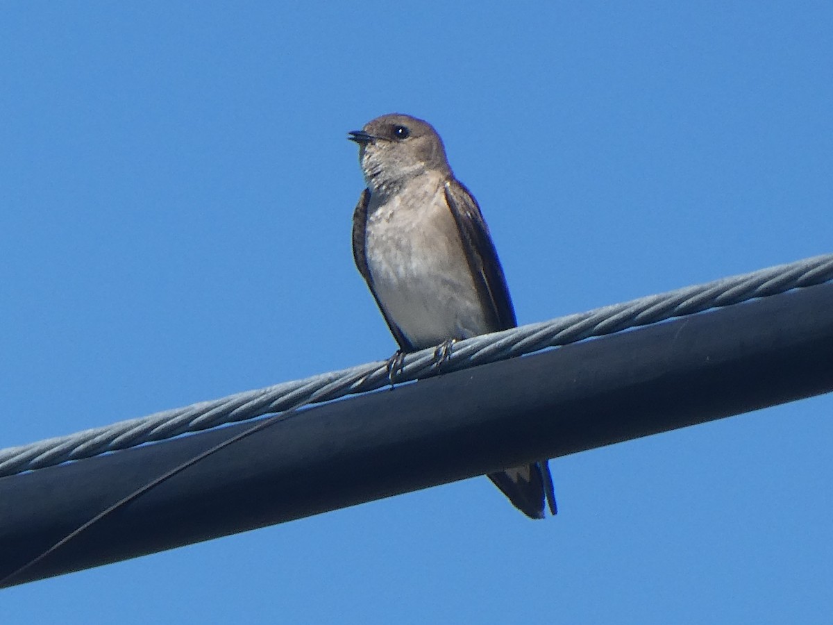 Northern Rough-winged Swallow - ML150402161