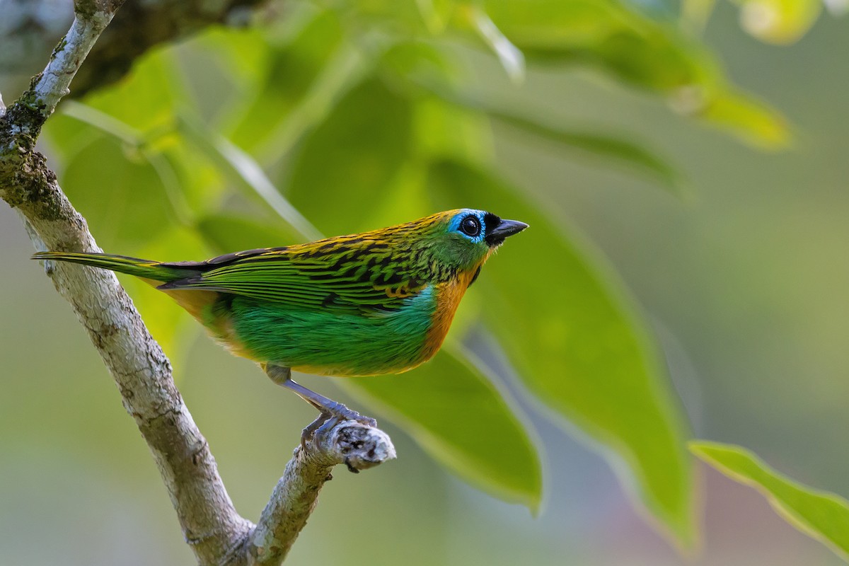 Brassy-breasted Tanager - ML150402791