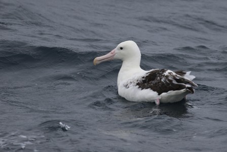 Southern Royal Albatross - Alan Henry