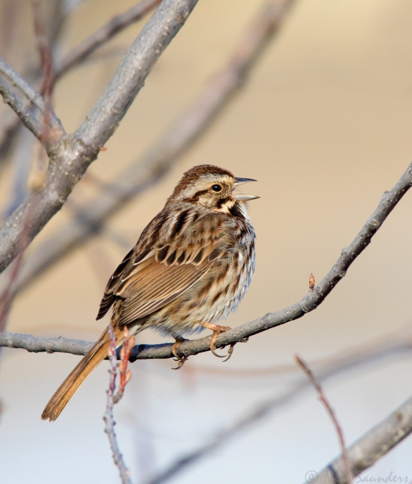 Song Sparrow - Nick Saunders