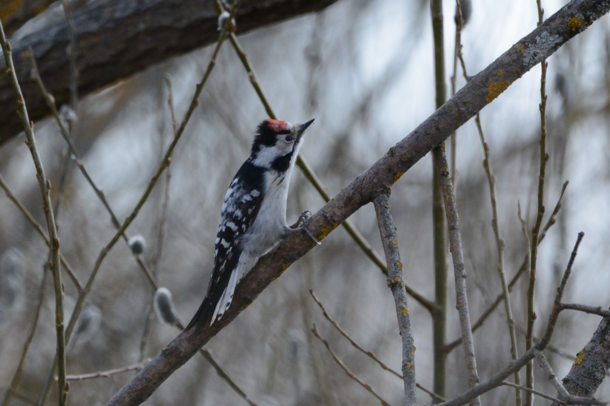 Lesser Spotted Woodpecker - ML150407491