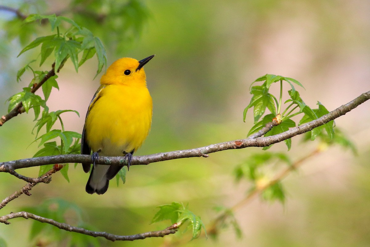Prothonotary Warbler - ML150407951