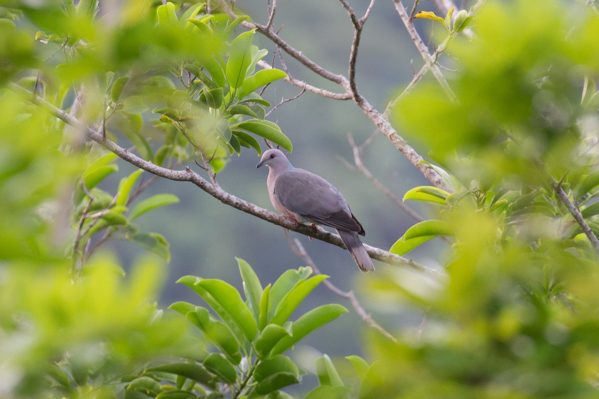 Ring-tailed Pigeon - Marbry Hopkins