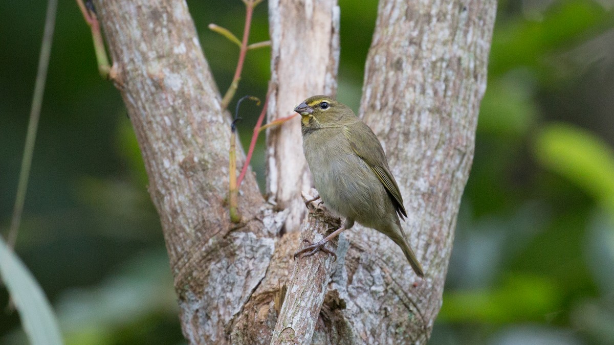 Yellow-faced Grassquit - Marbry Hopkins