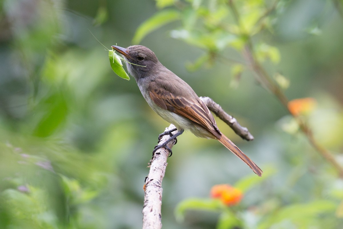 Rufous-tailed Flycatcher - ML150409911