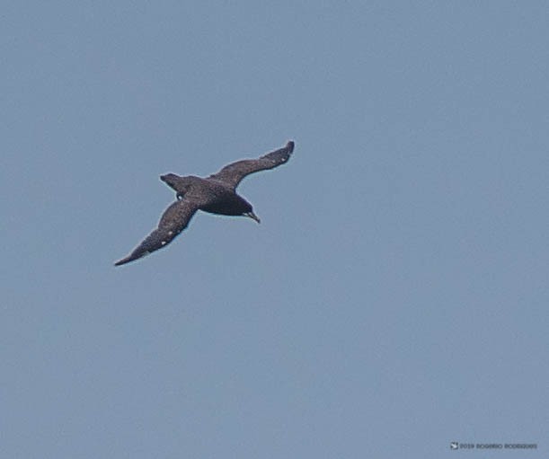 White-chinned Petrel - Rogério Rodrigues