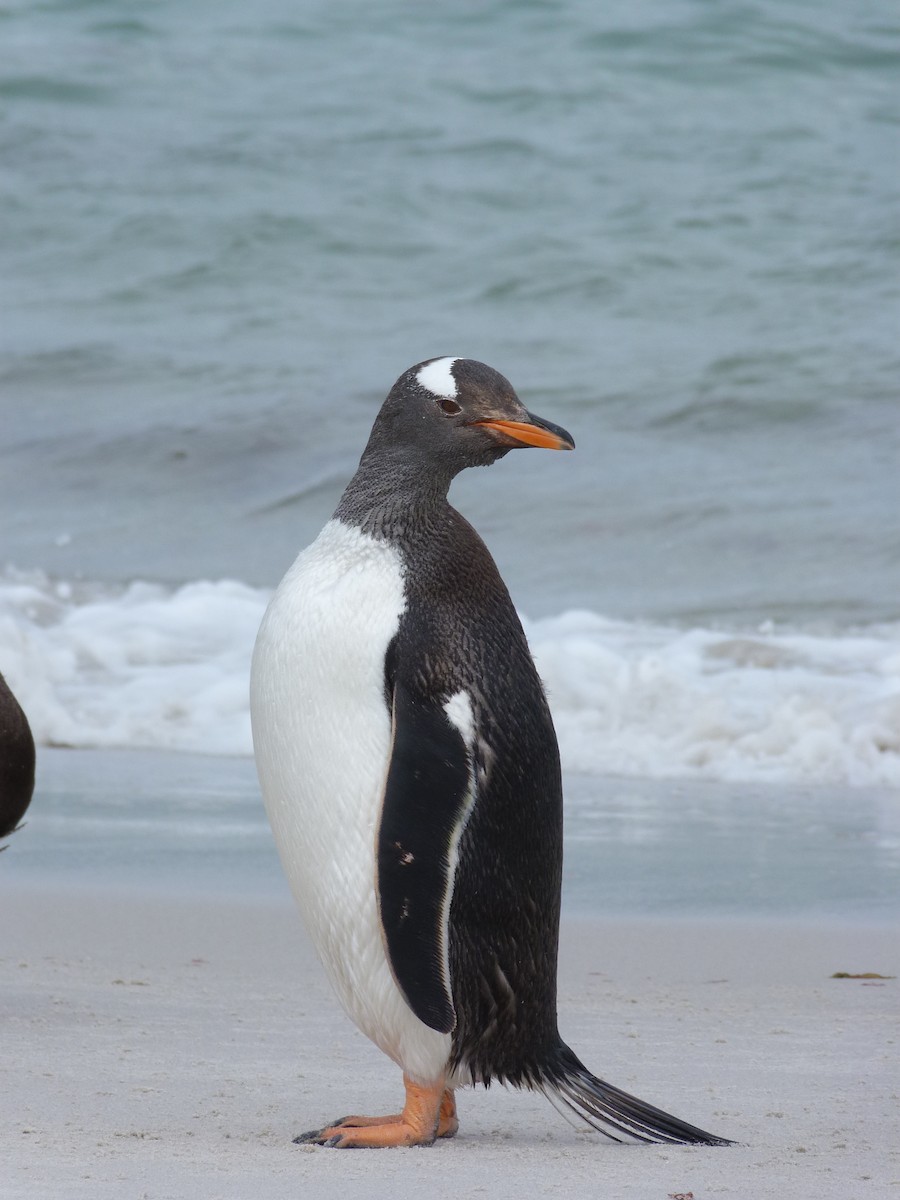 Gentoo Penguin - ML150411861