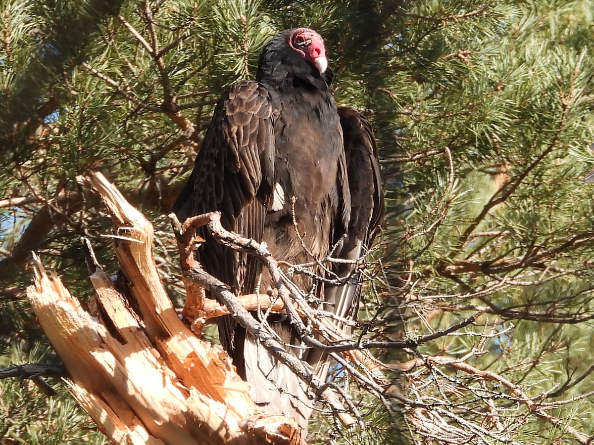 Turkey Vulture - Sean McHugh