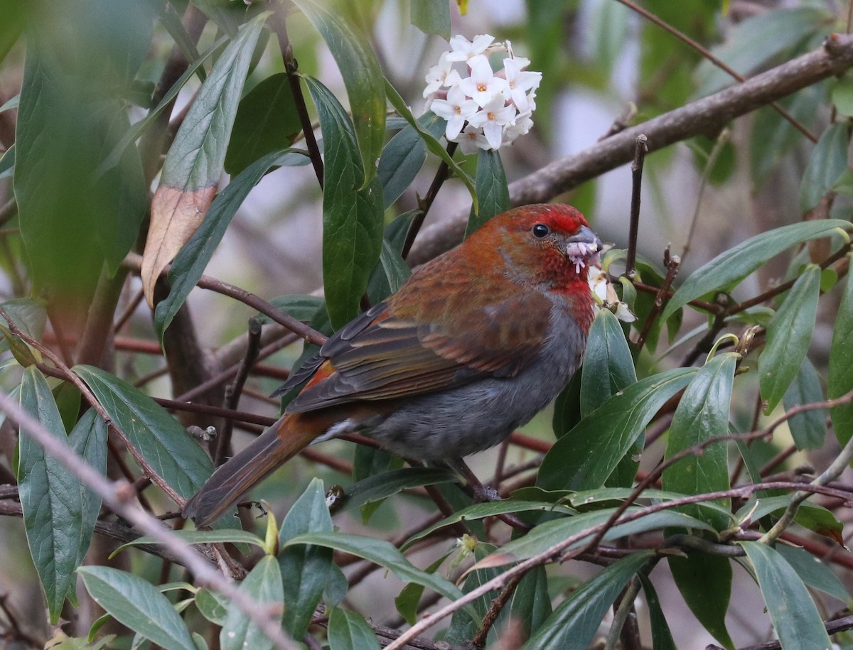 Crimson-browed Finch - Loch Kilpatrick