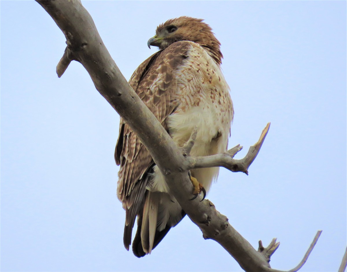 Red-tailed Hawk - ML150417201