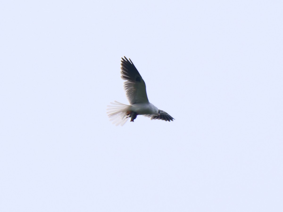 White-tailed Kite - Kent McDonald