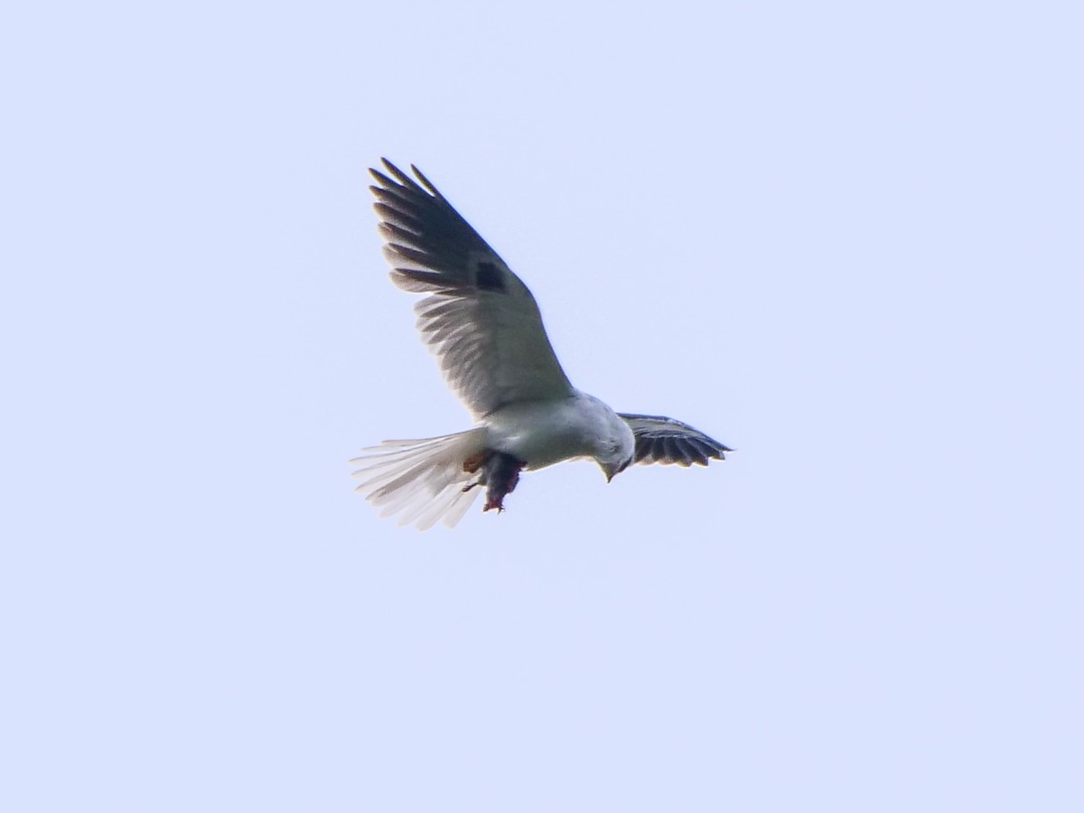 White-tailed Kite - Kent McDonald