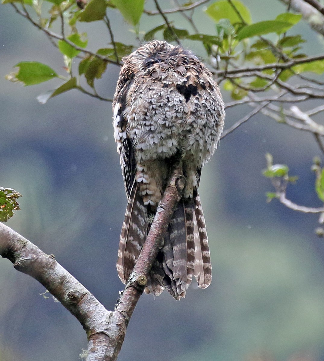 Andean Potoo - ML150420781