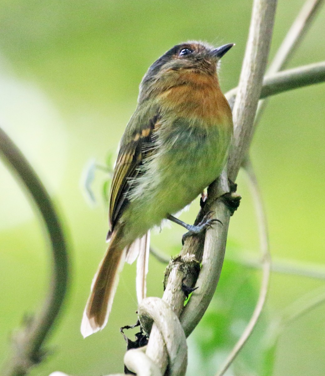 Rufous-breasted Flycatcher - ML150421041