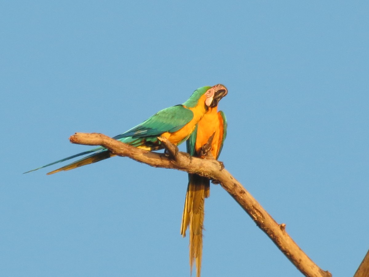 Blue-and-yellow Macaw - Robin Welsh