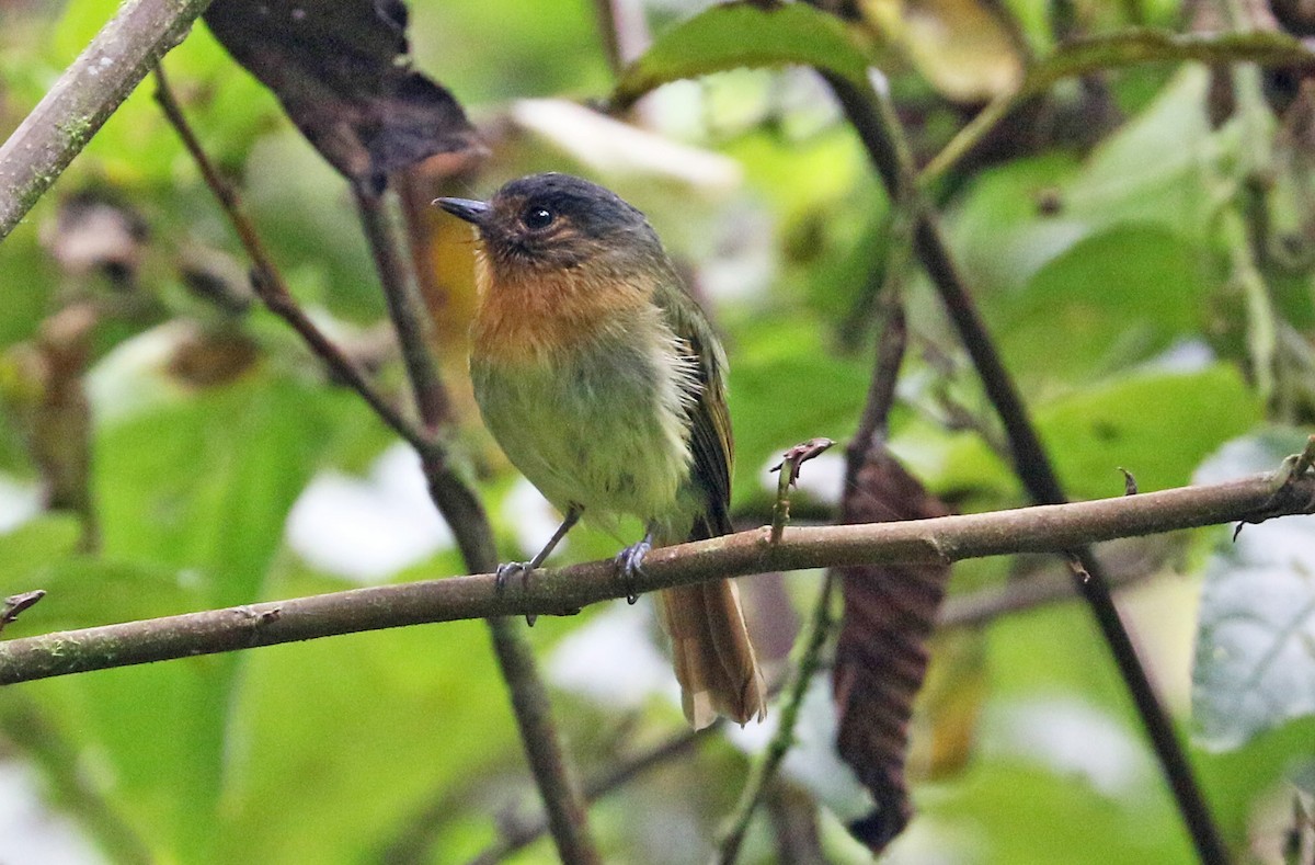 Rufous-breasted Flycatcher - Charlotte Byers