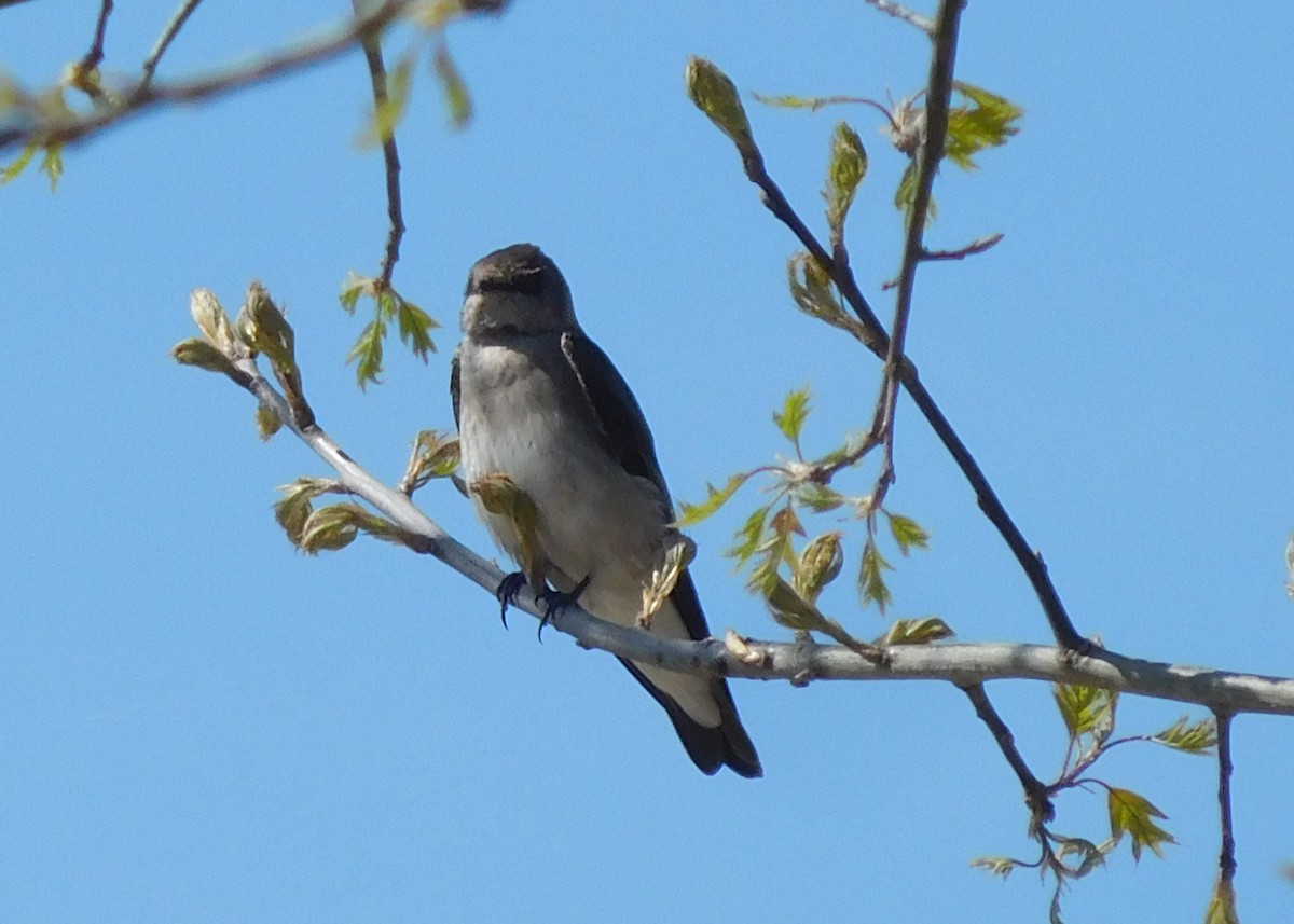Northern Rough-winged Swallow - LynnErla Beegle