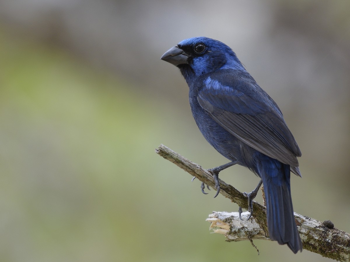 Blue Bunting (Middle America) - ML150424161