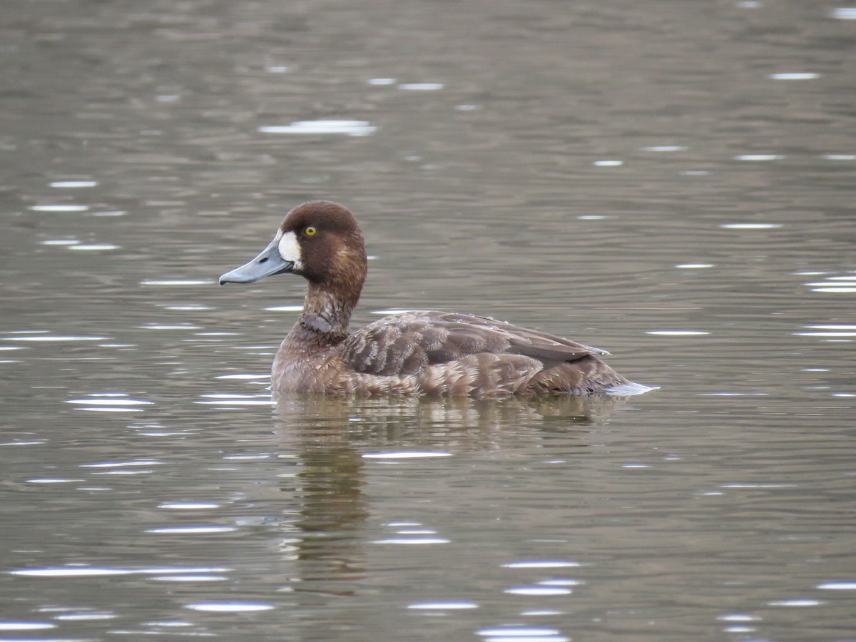 Greater Scaup - ML150424541