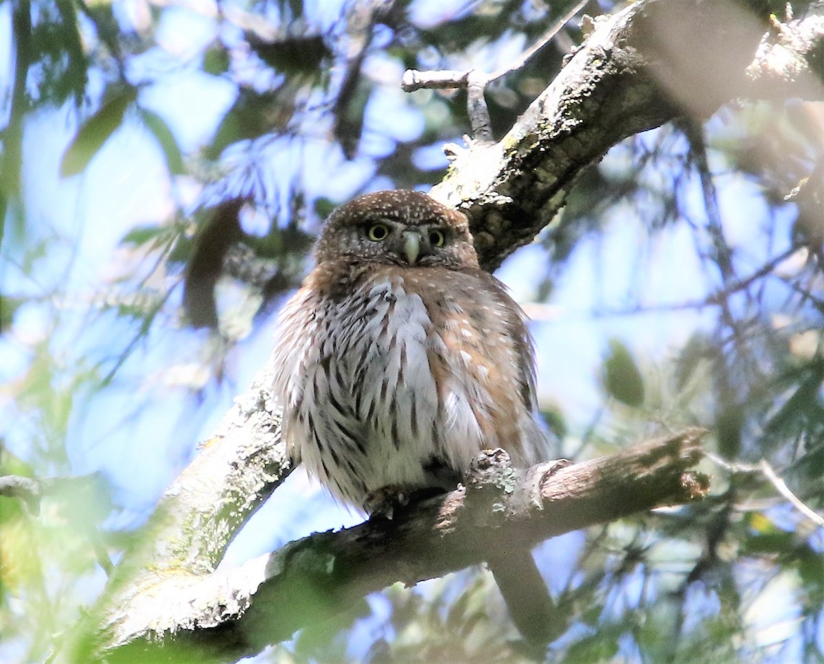 Northern Pygmy-Owl - ML150424671