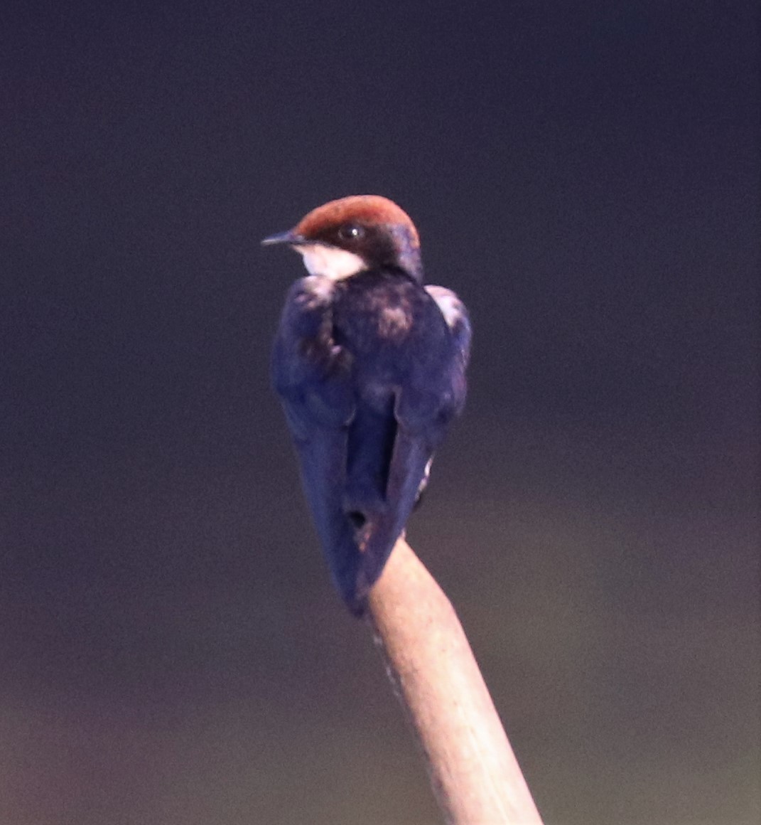 Wire-tailed Swallow - ML150426201