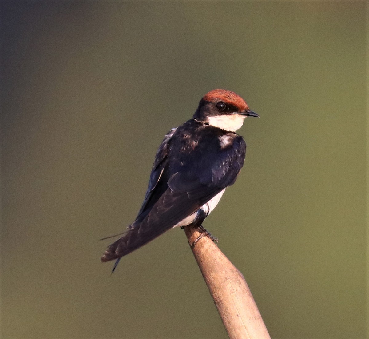 Wire-tailed Swallow - ML150426221