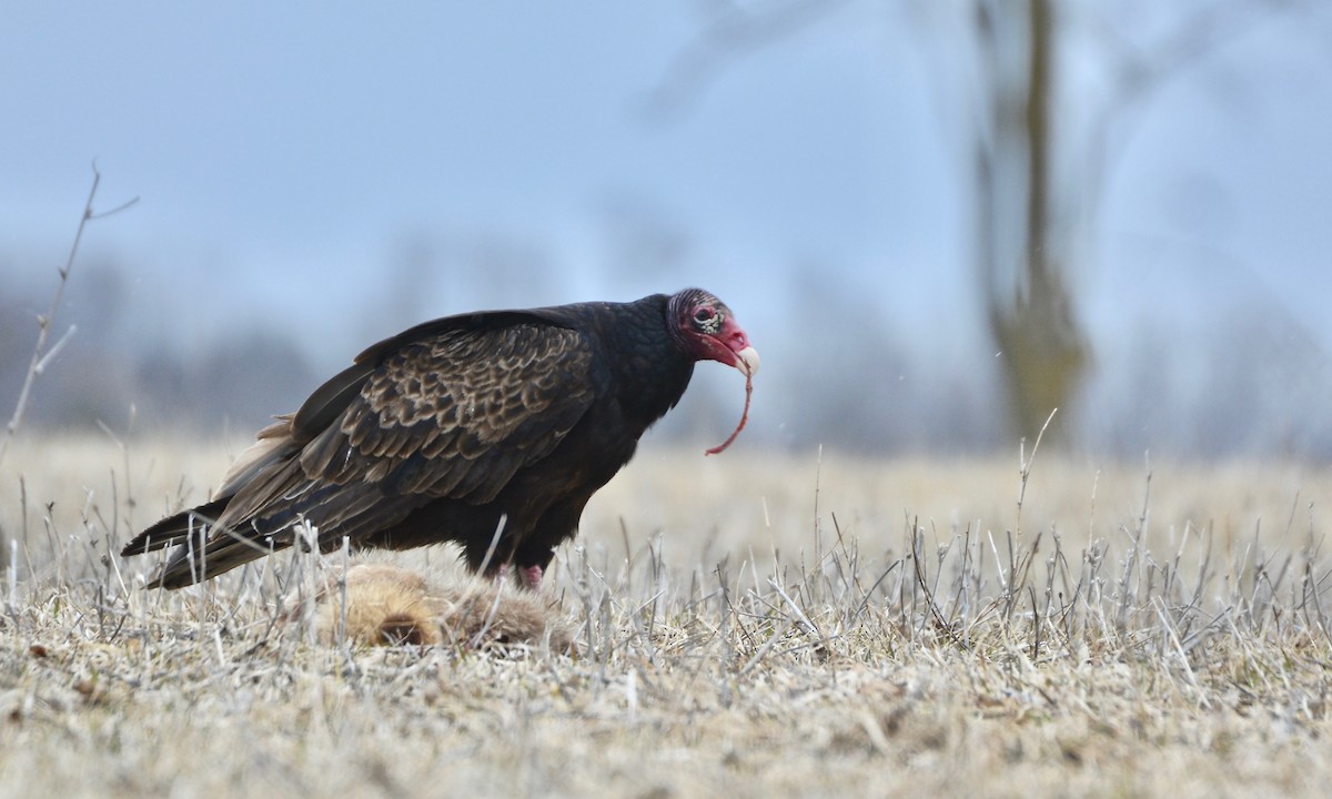 Turkey Vulture - Kate Derbyshire