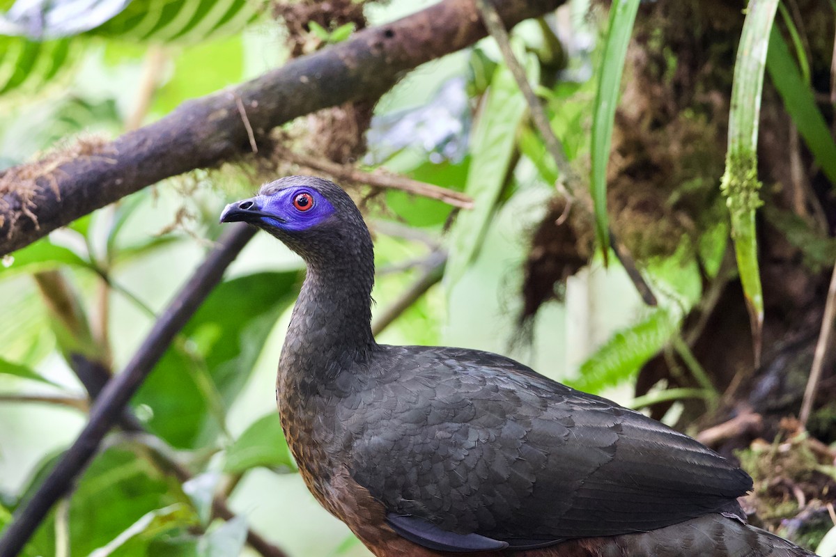 Sickle-winged Guan - ML150430811