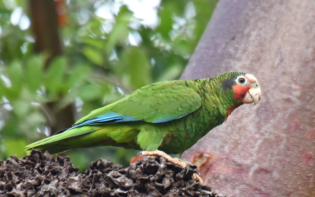 Cuban Parrot - ML150431111